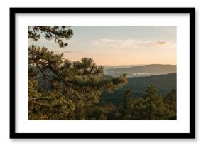 Pine twig against a scenic valley at dusk