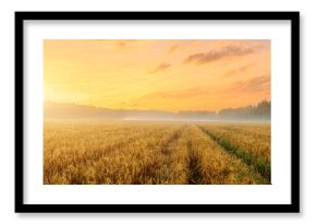 A golden wheat field at sunrise with a path leading into the distance. Agricultural landscape and nature concept. Panorama.