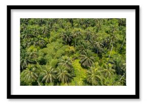 Aerial view of dense tropical palm forest in São Tomé with layered greenery and lush jungle vegetation.   