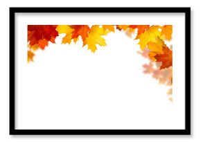  Isolated  foliage. Maple autumn leaves. Fall leaf branch
