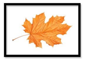 PNG Autumn leave leaves maple plant.