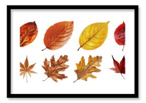 PNG Colorful autumn leaves collection, element set on transparent background