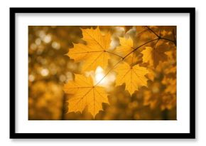 Close-up of Norway Maple foliage in fall, backlit by sunlight with a soft bokeh backdrop, using selective focus.