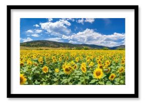 The Sunflower Field Stretching Under a Dramatic Blue Sky and Rolling Hills
