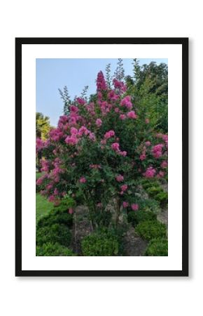 Arbusto Lagerstroemia en jardín de parque público 