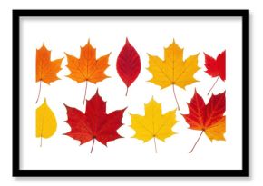 Isolated Autumn Leaves