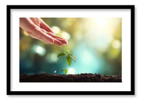 hand pouring water on small green plant.
