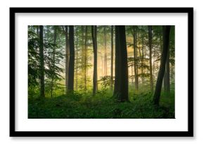 Beautiful sunny morning in green forest