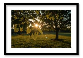 Golden sunset sky with tree leaf silhouette, summer nature background