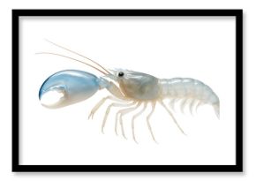 Snapping shrimp with asymmetrical claws and a translucent, segmented body
