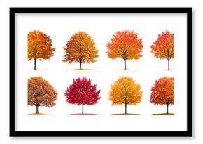 Vibrant autumn trees collection.