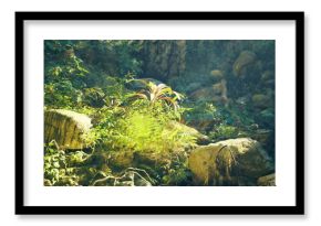Dense greenery envelops various rocks, illuminated gently by sunlight filtering through trees. This tranquil environment showcases natural beauty and serenity found in a tropical forest.