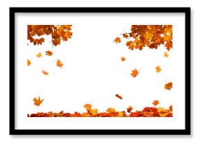  Isolated foliage. Maple autumn leaves. Fall leaf branch 
