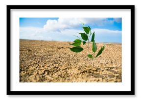 Large desert with cracked dry soil and green plant