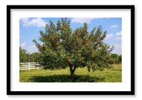 Ripe crimson apples waiting for harvesting