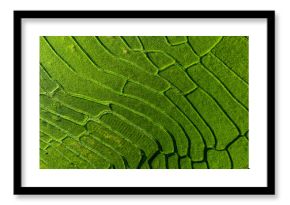 Aerial top view rice fields agriculture land, Rice fields prepare the harvest, Beautiful rice fields nature landscape texture and background.