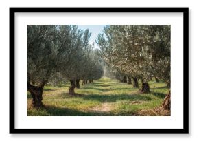 Ancient olive orchard showcasing rustic agricultural scenery with vintage wooden elements and lush foliage