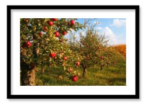 Mature crimson apples hanging in a fruit grove
