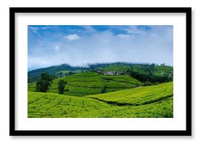 European tea farms with distinctive landscapes and lush greenery