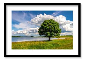 Single tree near to a lake and lot of grass around and beautiful clouds