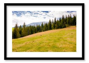 mountain landscape with spruce forest in spring. green meadow on the hill on a sunny day. distant carpathian range with peaks in snow under sky with clouds. beautiful countryside scenery of ukraine