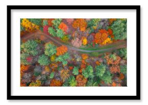 aerial view of autumn colorful forest and hiking trail