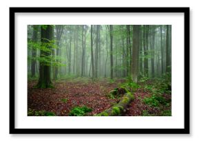 Misty morning in the green forest