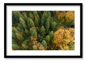 Aerial View Of Autumn Forest With Green Conifers And Golden Deciduous Canopy From Above