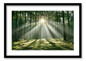 Soft morning light through trees creates serene atmosphere in lush forest