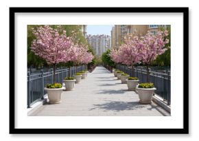 Sidewalk path with blooming sakura trees and concrete planters next to a railing, looking towards buildings in a spring city park