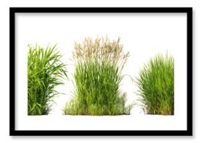 Three bunches of green grass isolated on transparent background