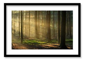 Beautiful sunny morning in green forest