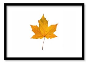 Golden maple leaf isolated on white background, seasonal change