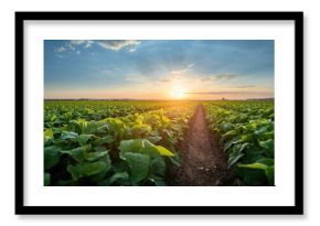 Soybean field at dawn, highlighting agricultural practices