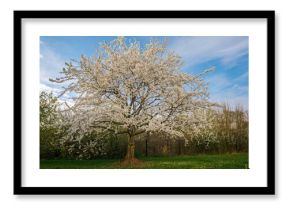 A crabapple tree adorned with vibrant white blossoms during springtime, showcasing seasonal change