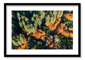 Aerial dense autumn forest colorful mixed foliage top down view