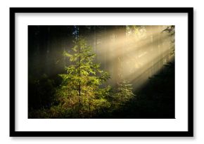 Beautiful sunny morning in green forest