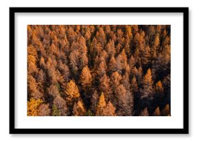 beautiful autumn forest background, yellow larch trees from above, aerial fall landscape