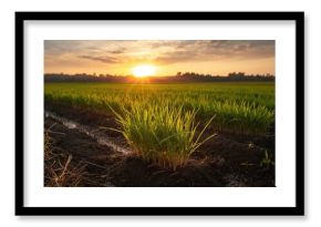 Untransplanted rice seedlings in a paddy field, emphasizing early-stage planting for seasonal agriculture awareness