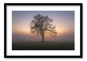 Trees in sunrise with fog background creating a serene woodland scene, emphasizing seasonal change,