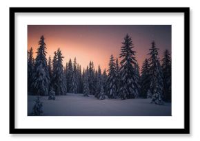 Snow-covered trees in a forest under a starry sky at dusk. Winter landscape with tall conifers and a glowing horizon. Cold and serene natural environment.