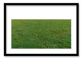 Green meadow with white and yellow wildflowers ground cover premium nature PNG Cutout
