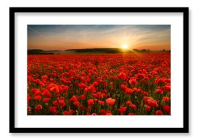 Beautiful summer sunset over poppy field