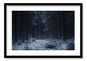 A Snowy Forest Path at Night