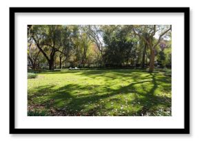 A beautifully serene city park with lush green grass, tall trees providing ample shade, scattered fallen autumn leaves, and a peaceful urban atmosphere