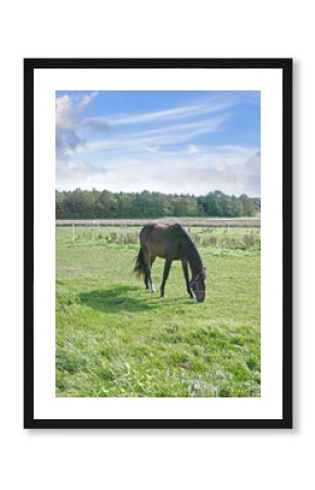 Countryside, grazing grass and horse at farm ranch for agriculture, landscape and livestock at rural pasture. Equine, field and animal eating outdoor in environment in nature with fence at paddock