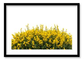 Cytisus scoparius, yellow flowers blooming, against black background, cut out transparent