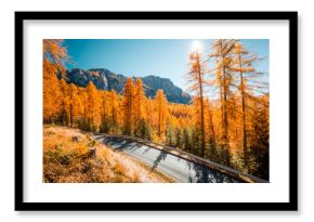 An asphalt road runs through a forest with shining yellow larches. Location place Dolomiti Alps, Cortina d'Ampezzo, province Belluno, Italy, Europe.