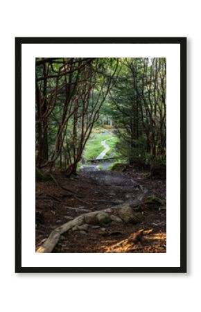 Boardwalk over Andrews Bald as Trail Exits Forest