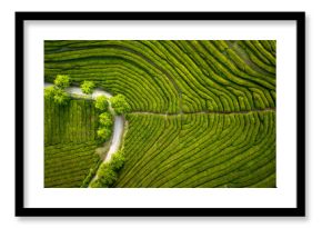 Aerial view of Cha Gorreana tea plantation on Azores. Texture of repeating rows of tea bushes as seen from above. No people in the scene.